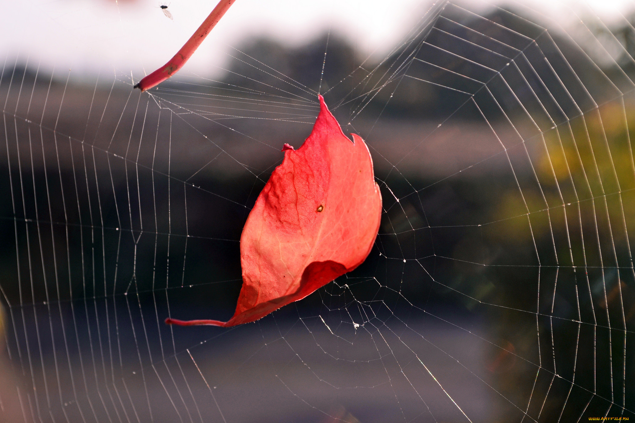 И где глаза твои стрижи скользят. Осень паутина. Осень лист паутина. Осенний лист в паутине. Осень паутина дождь.